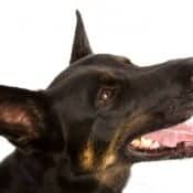 happy German Shepherd