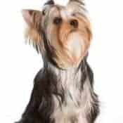 attentive Yorkshire Terrier Yorkie