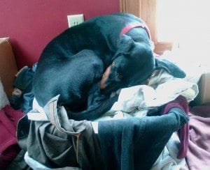 Laev asleep in the laundry
