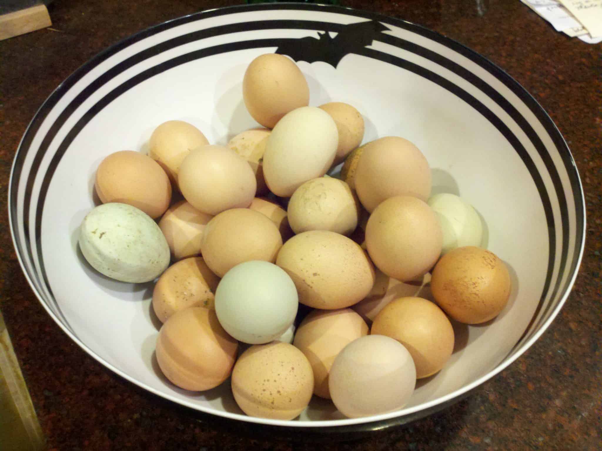 beautiful backyard eggs, for the dogs