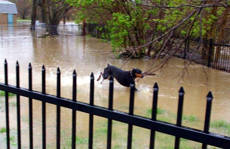 Spica running in water