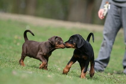 two Doberman puppies!
