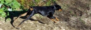Doberman running 