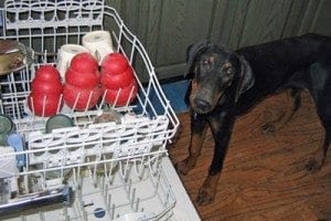 young Laev with Kongs