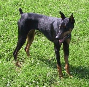 Tempest: "Has the conformation of an unhealthy giraffe, carries the albino gene, and euthanized for human aggression -- but at least she was cropped and docked, so she's a better dog than the working-line titled bitch with ears and a tail."  (I'm sorry, Tempest. You came a long, long way from where you started before we had to let you go.)