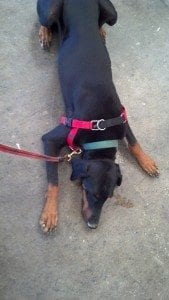 Laev is NOT LOOKING at the caramel apples off the right side of the picture.