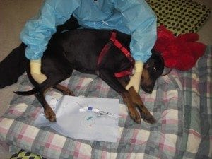 Laev lying on her side, receiving chemo