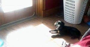 "I'm not stupid. I found the warm spot." With her antler chew.