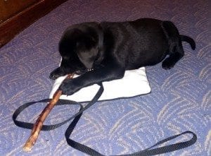 Mindy getting some tasty classical conditioning on her carrier mat
