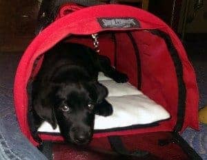 "Maybe this isn't a puppy torture chamber, after all?"
