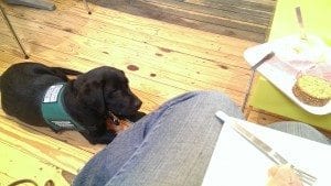 black lab puppy lying on floor beside low table of cheese and prosciutto, head tipped down