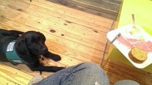 black lab puppy lying on floor beside low table of cheese and prosciutto, looking at camera