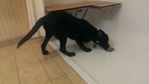 black lab puppy chasing ice cubes in shower stall