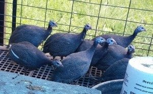 guinea fowl