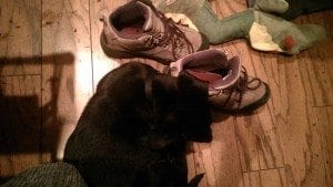 black puppy lying beside hiking boots and a stuffed dragon toy