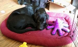 black Labrador puppy lying on bed with purple stuffed octopus toy alongside her