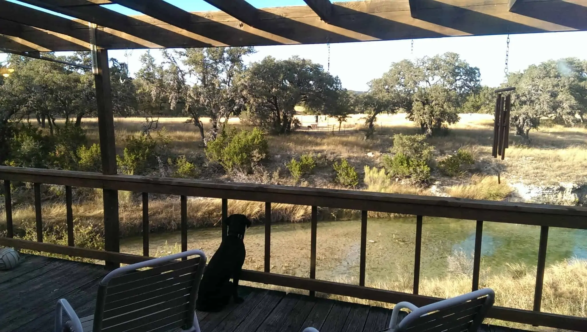 Black Labrador Mindy sits and watches deer eating across a wide, rocky creek