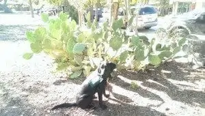 Black Labrador Mindy in her green service vest beside an enormous prickly pear
