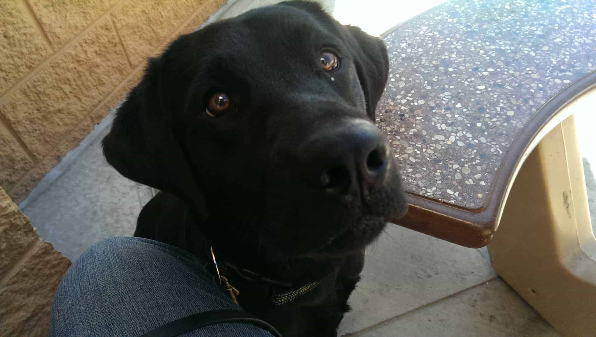 "Why are we waiting outside?" No longer a service dog, no more entering restaurants and shops.