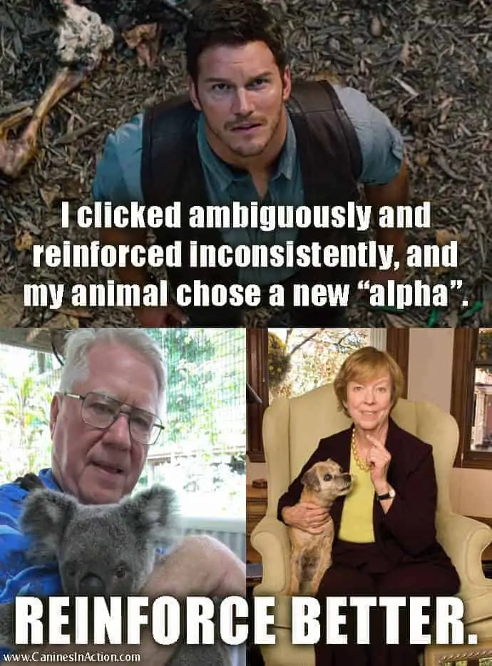 Bob Bailey and Karen Pryor advise Chris Pratt's character: "I clicked ambiguously and didn't reinforce consistently, and my animal chose a new alpha." "Reinforce better."