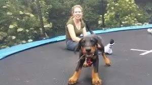 Doberman puppy on trampoline