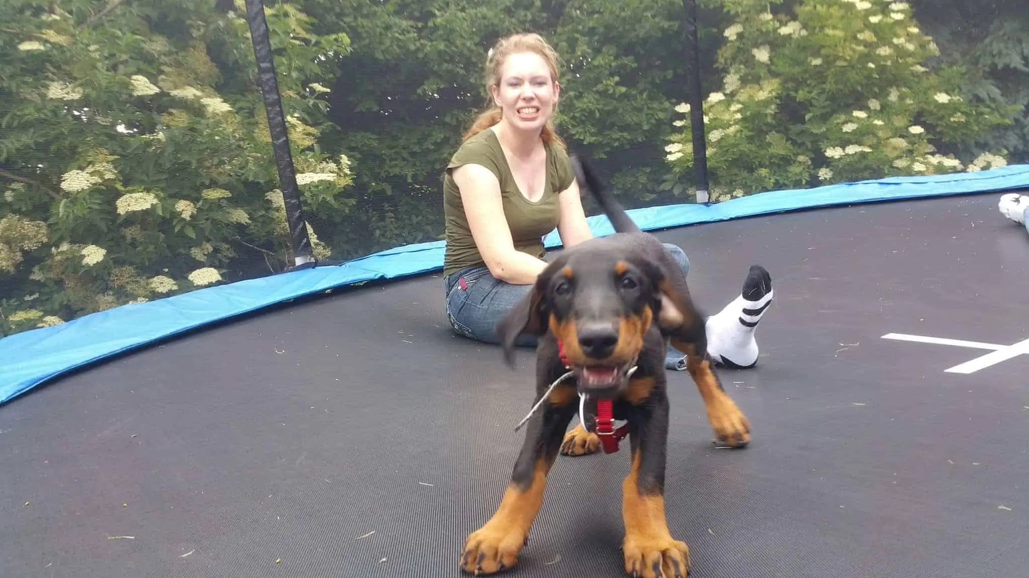 Doberman puppy on trampoline