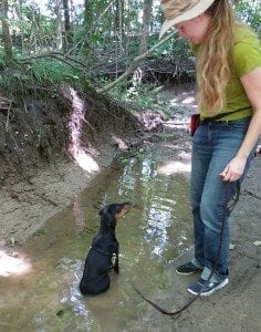 Doberman puppy Undómiel sitting in stream looking at Laura