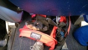 Doberman puppy asleep in red carrier with head propped atop