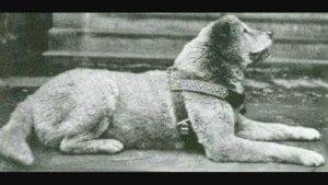 Hachiko, Akita lying on pavement