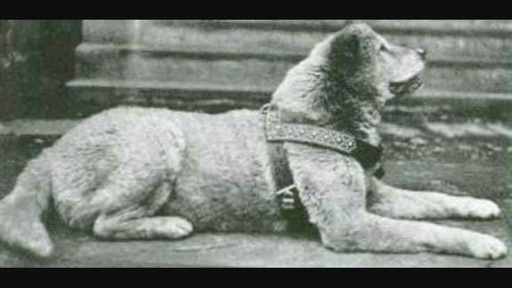 Hachiko, Akita lying on pavement