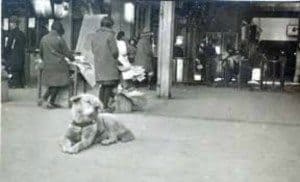 Hachiko lying and watching at station