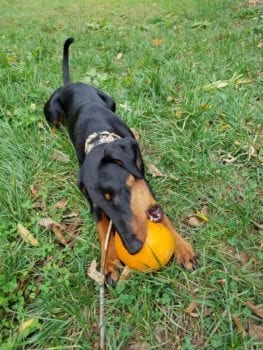 Doberman Undómiel chews on pumpkin