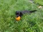 Black Labrador Penny lying with pumpkin in grass