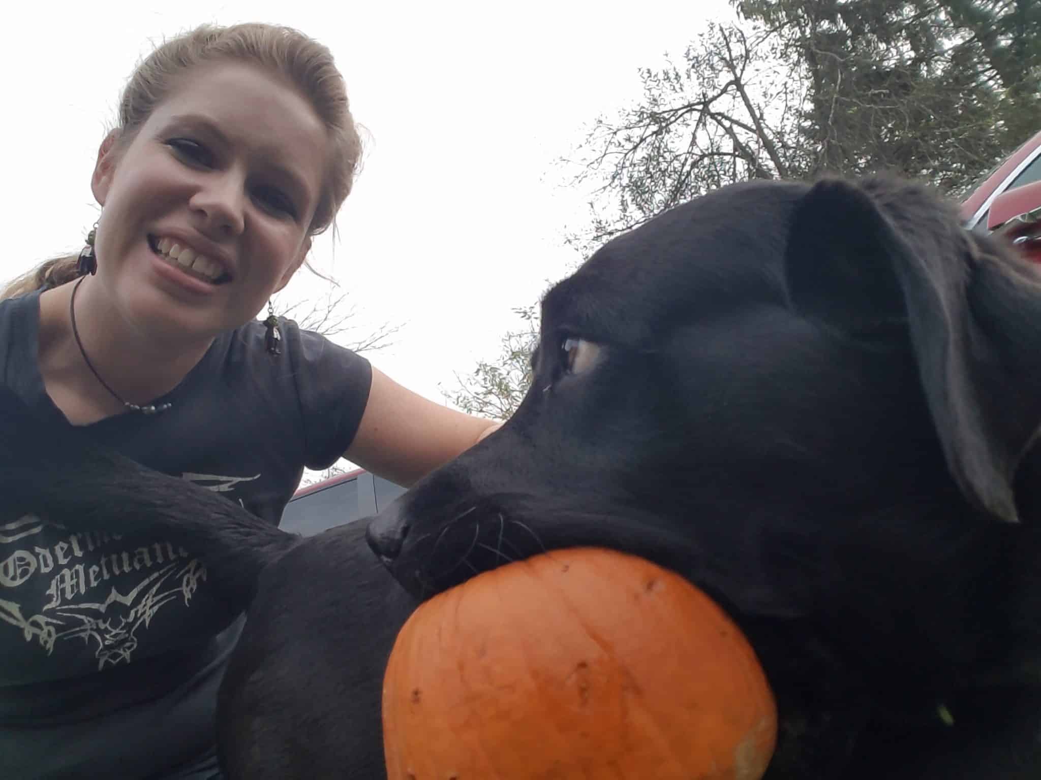 Black Labrador Penny carries medium pumpkin in her jaws and poses with Laura