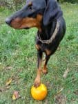 Undómiel the Doberman pins her pumpkin with a paw