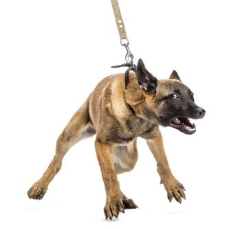 frantic Malinois lunging on leash