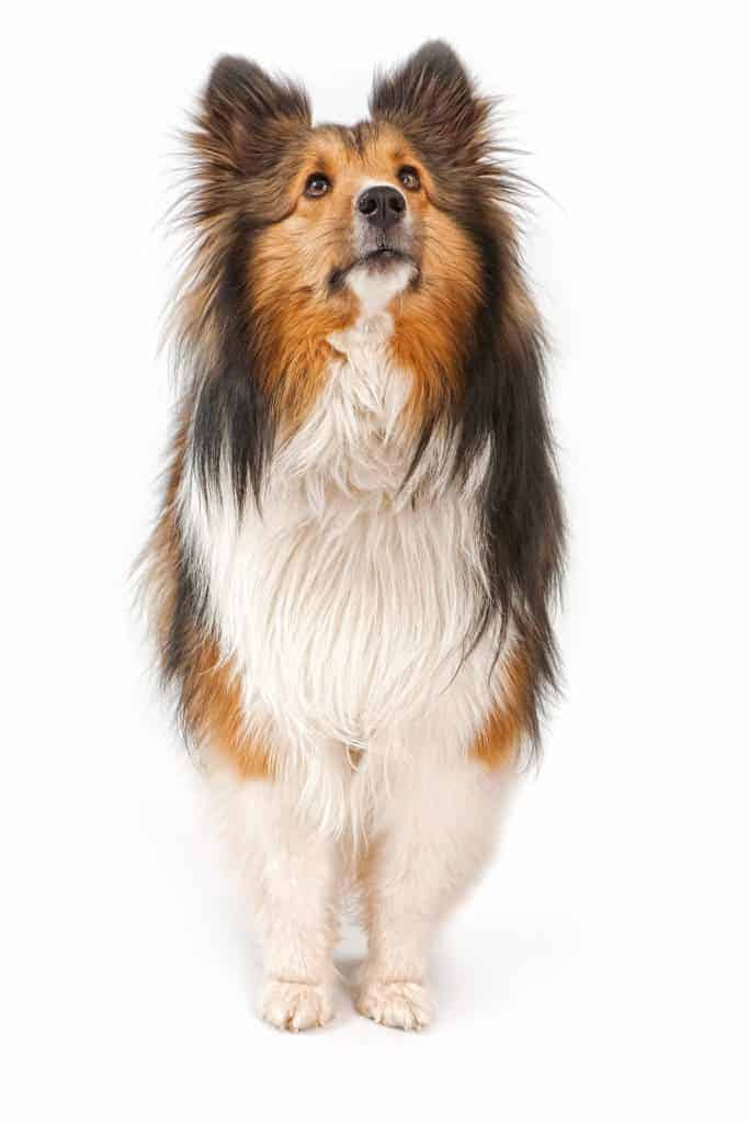 A Shetland Sheepdog on a white backdrop looking up