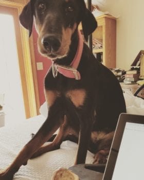 Doberman sitting on bed beside lap desk with computer and knuckle bone