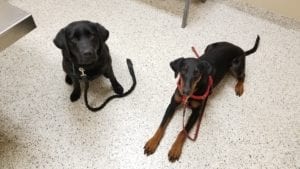 Cute dogs offering behavior in hopes of treats in the exam room.