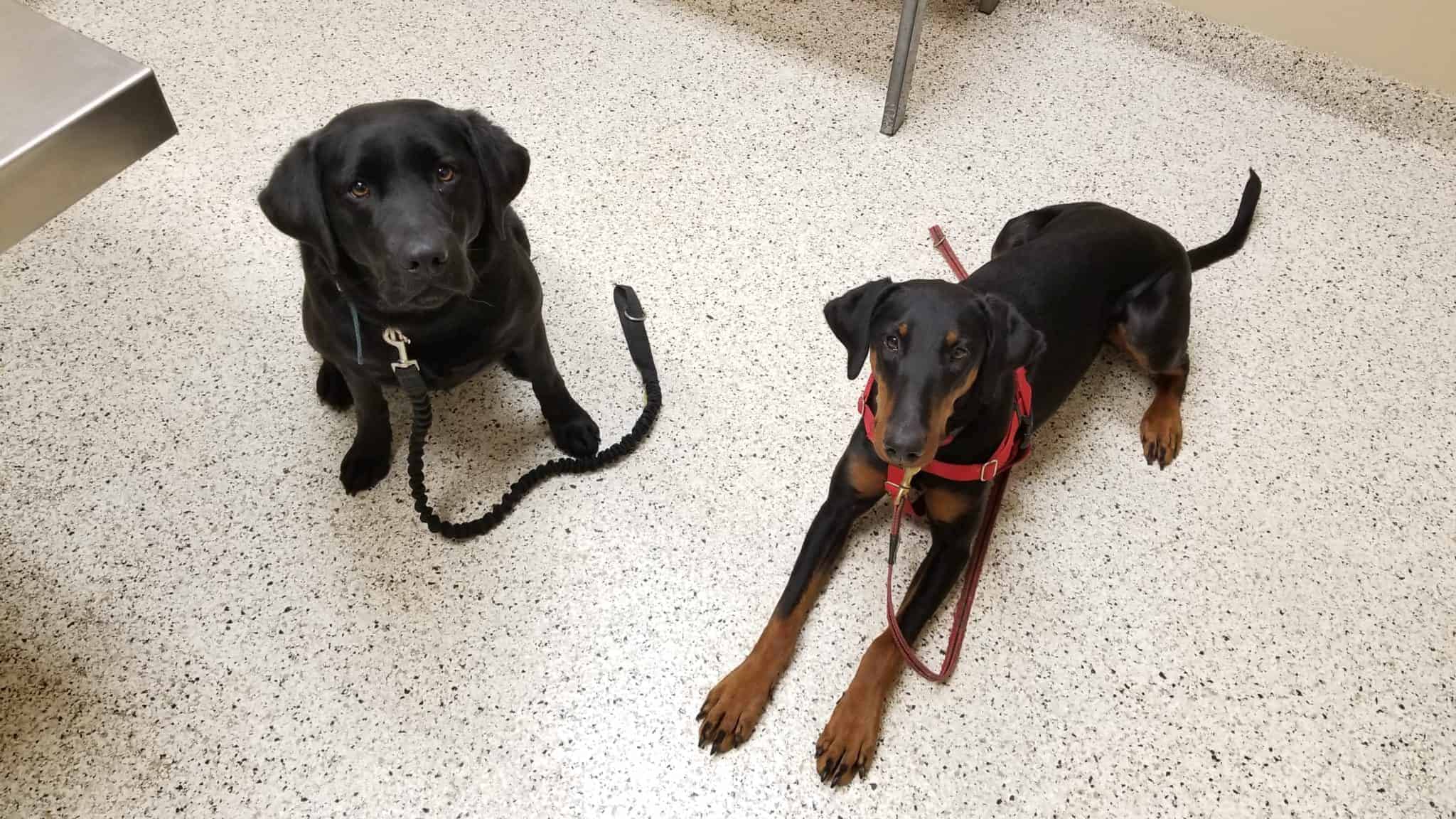 Cute dogs offering behavior in hopes of treats in the exam room.