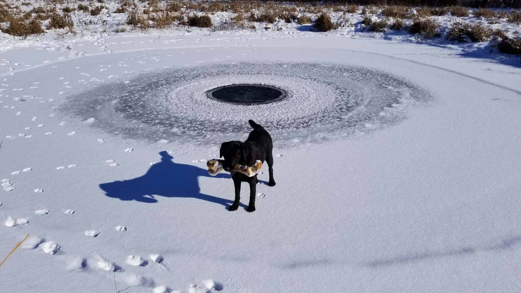 Black Labrador holding big bone and standing on frozen pond