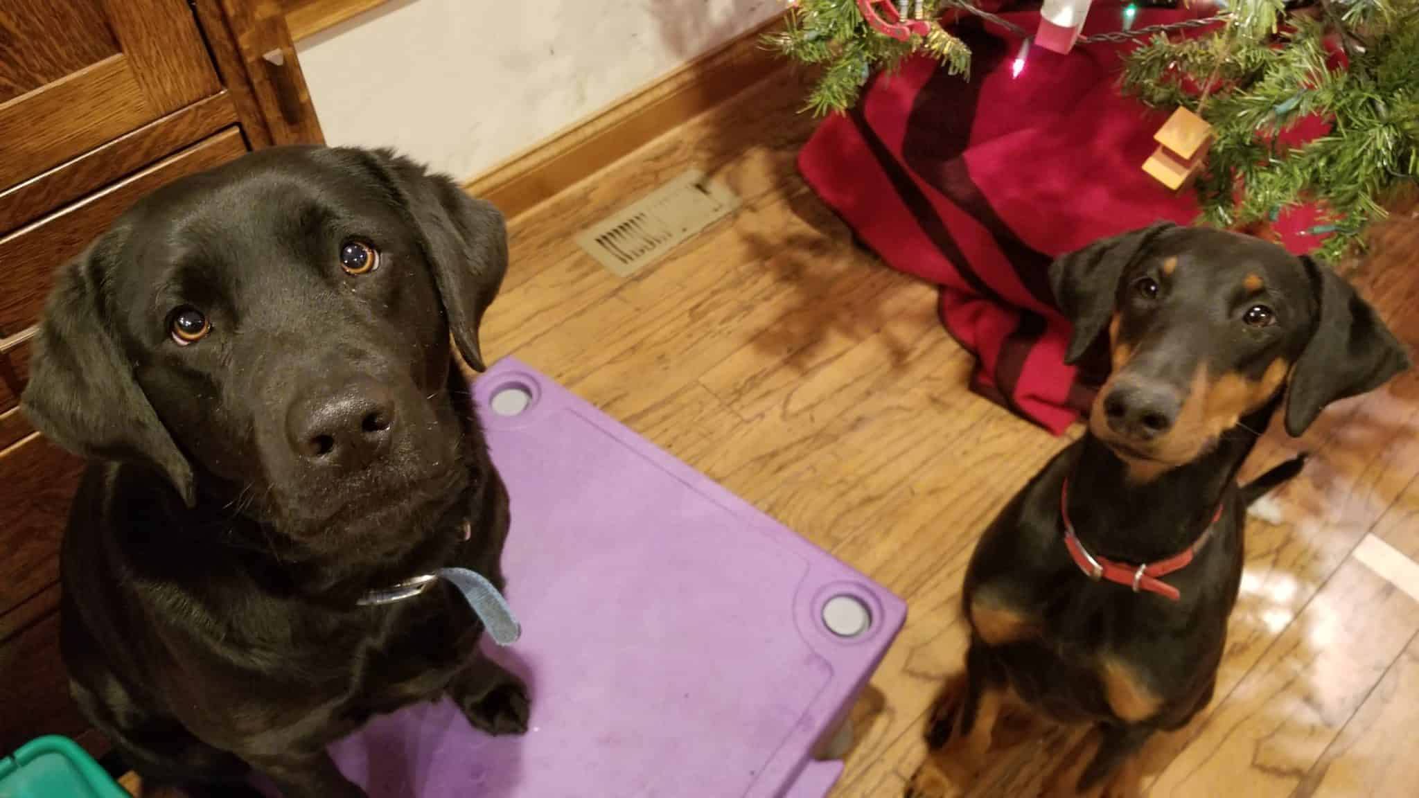 Labrador on Klimb platform and Doberman sitting beside, both hopeful