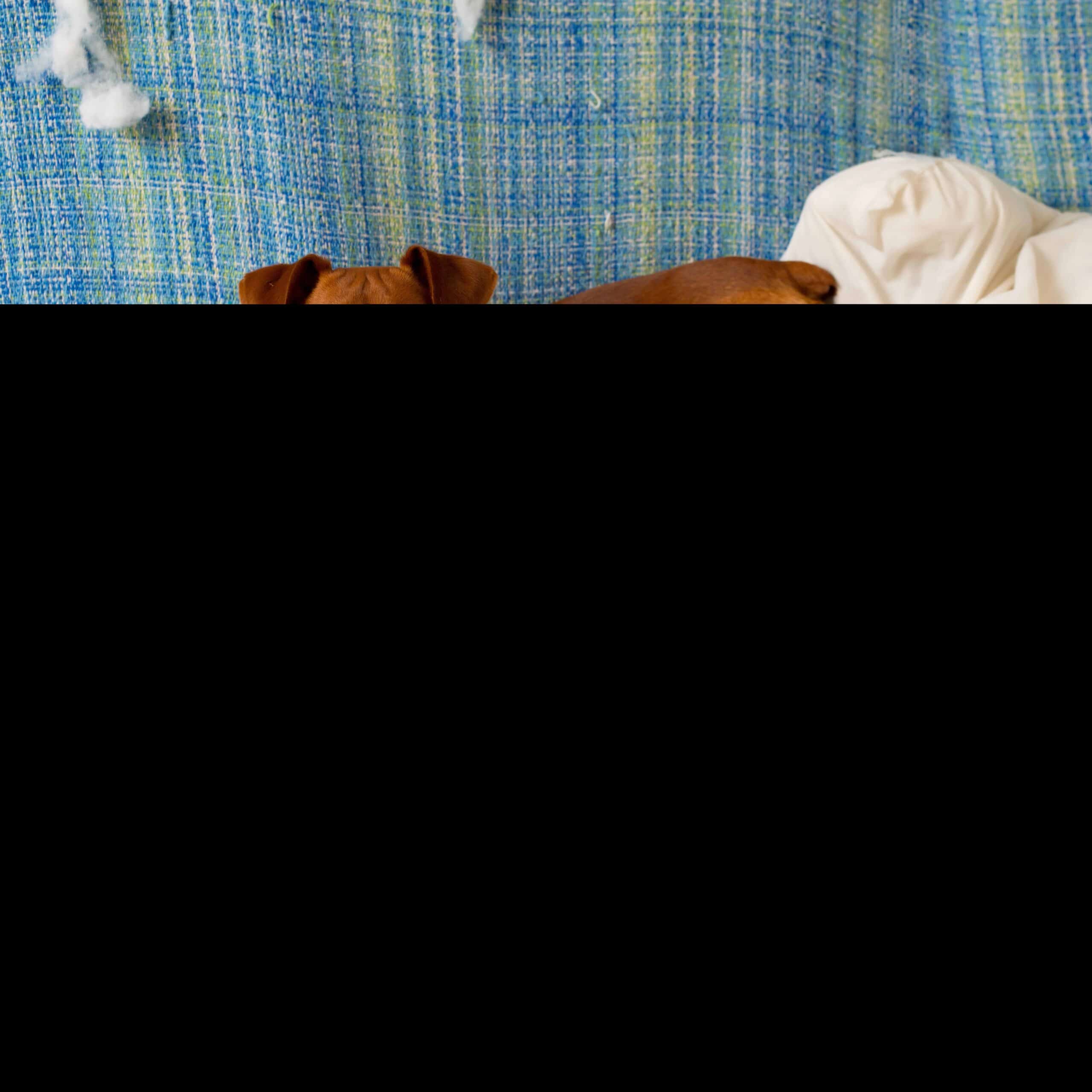 Dog lying on bed, canine comfort, Canines In Action.