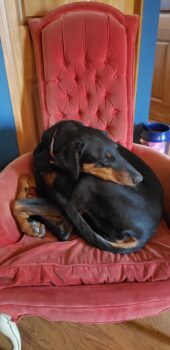 A black Doberman chilling in a red chair.