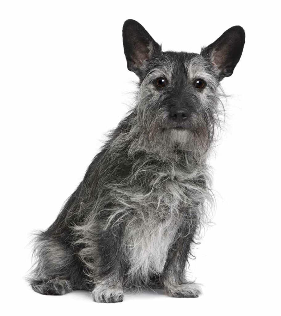 1. Small terrier dog with wiry coat sitting against white background.