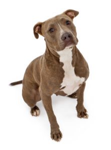 A brown and white pit bull dog showing manners sitting on a white background.