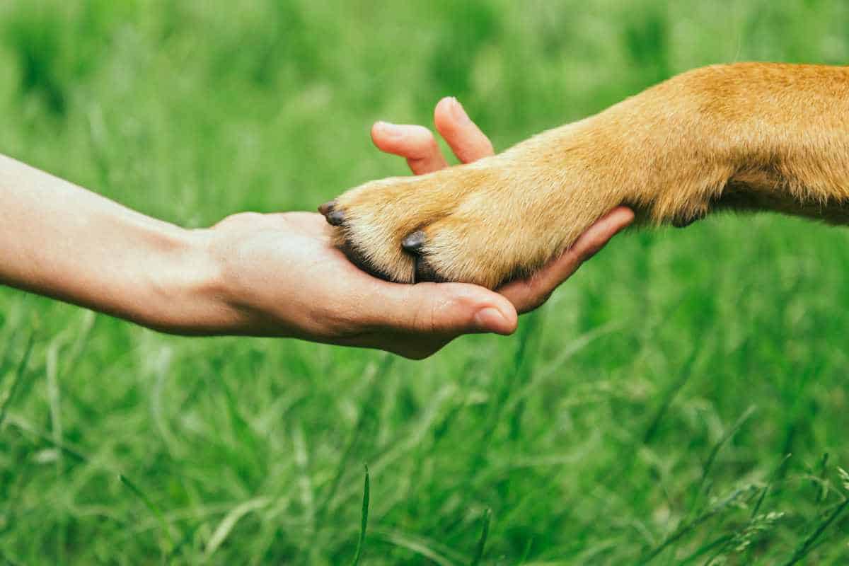 Nailed It! Stress-Free Nail Care for Pets
