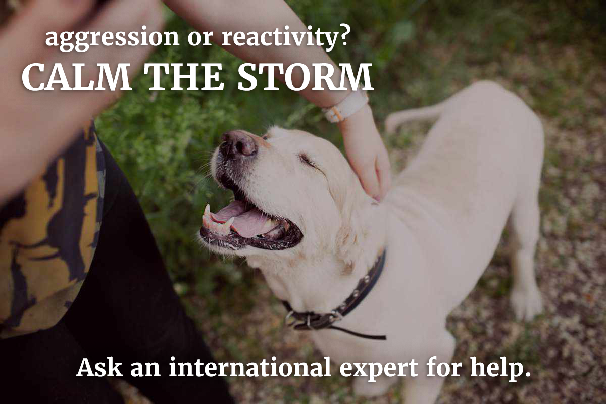 A person pets a happy, light-colored dog outdoors on a grassy area. White text on the image reads, "aggression or reactivity? CALM THE STORM. Ask an international expert for help."