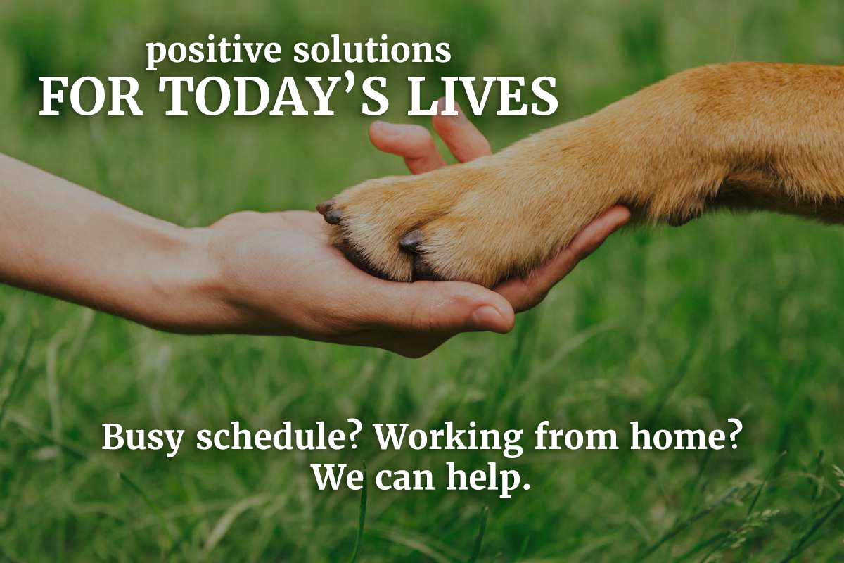 A human hand gently holds a dog's paw outdoors on green grass. Text reads, "Positive solutions for today's lives. Busy schedule? Working from home? We can help.