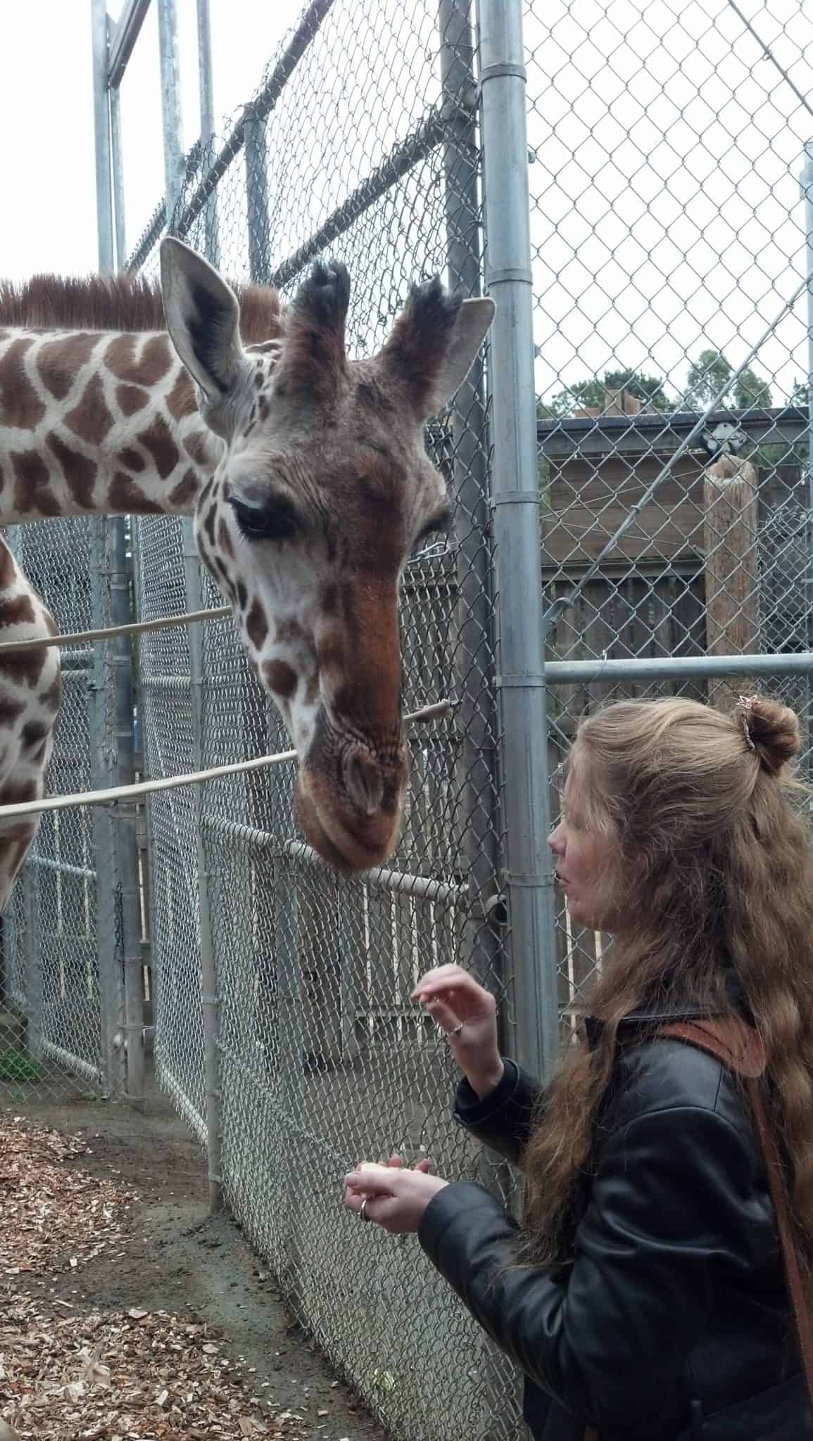 Laura feeds Tiki at the Oakland Zoo